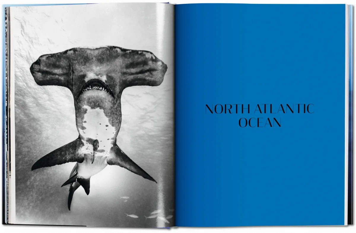 Sharks