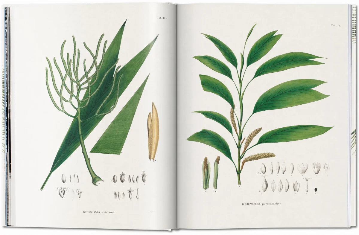 The Book Of Palms