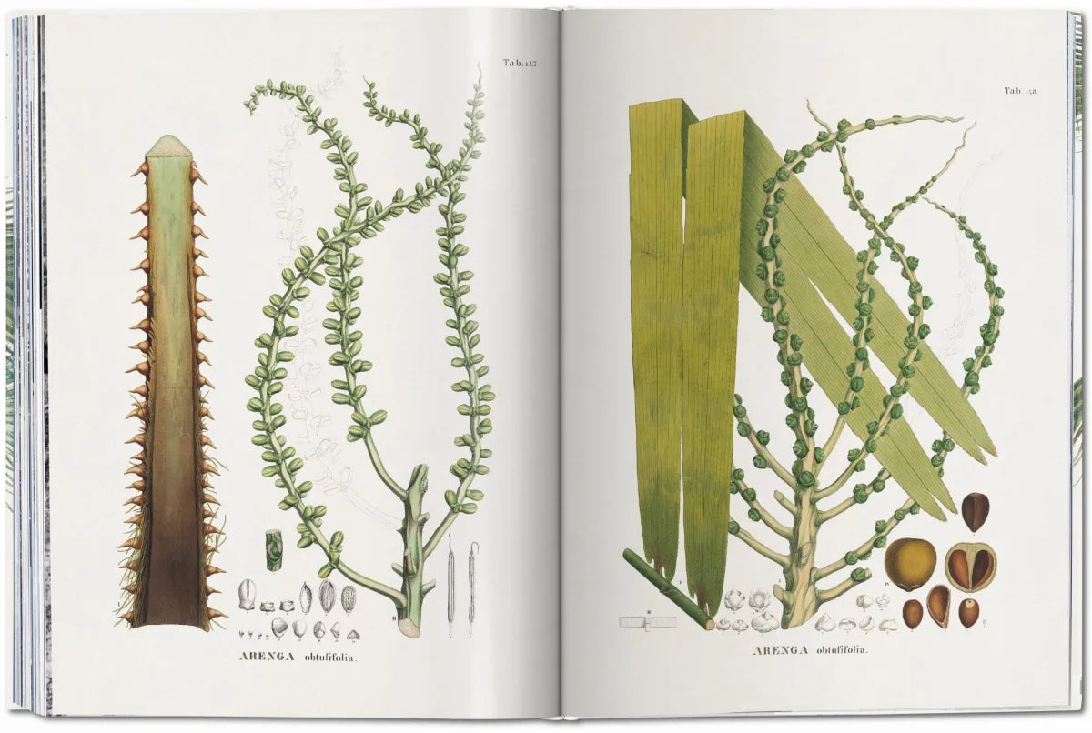 The Book Of Palms