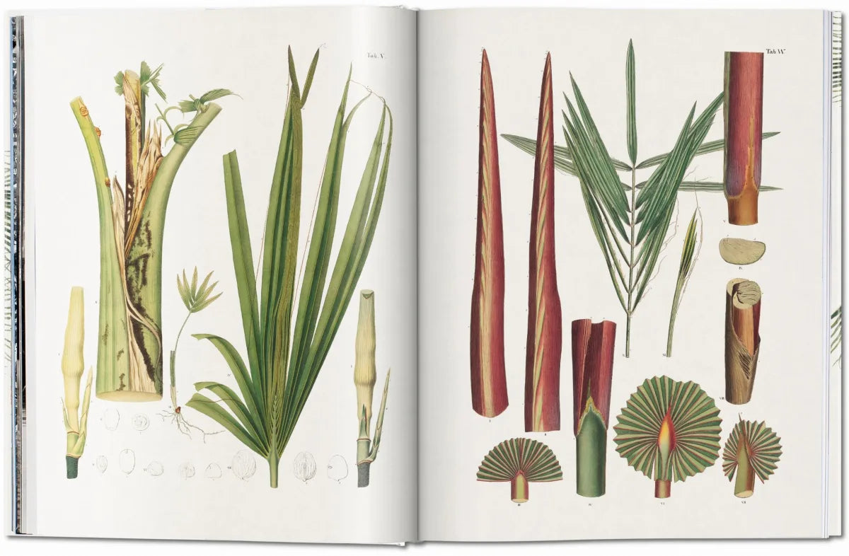 The Book Of Palms