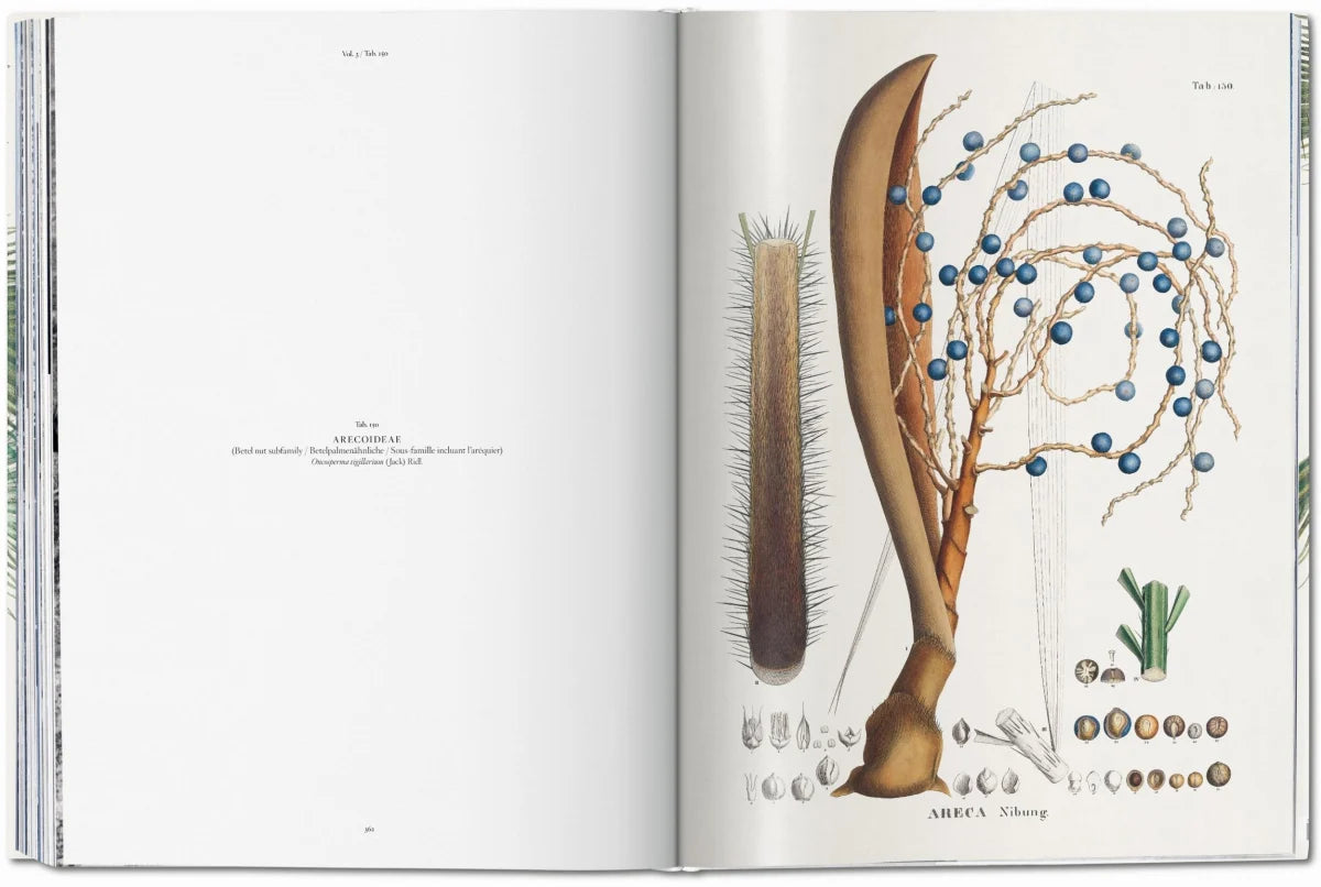 The Book Of Palms