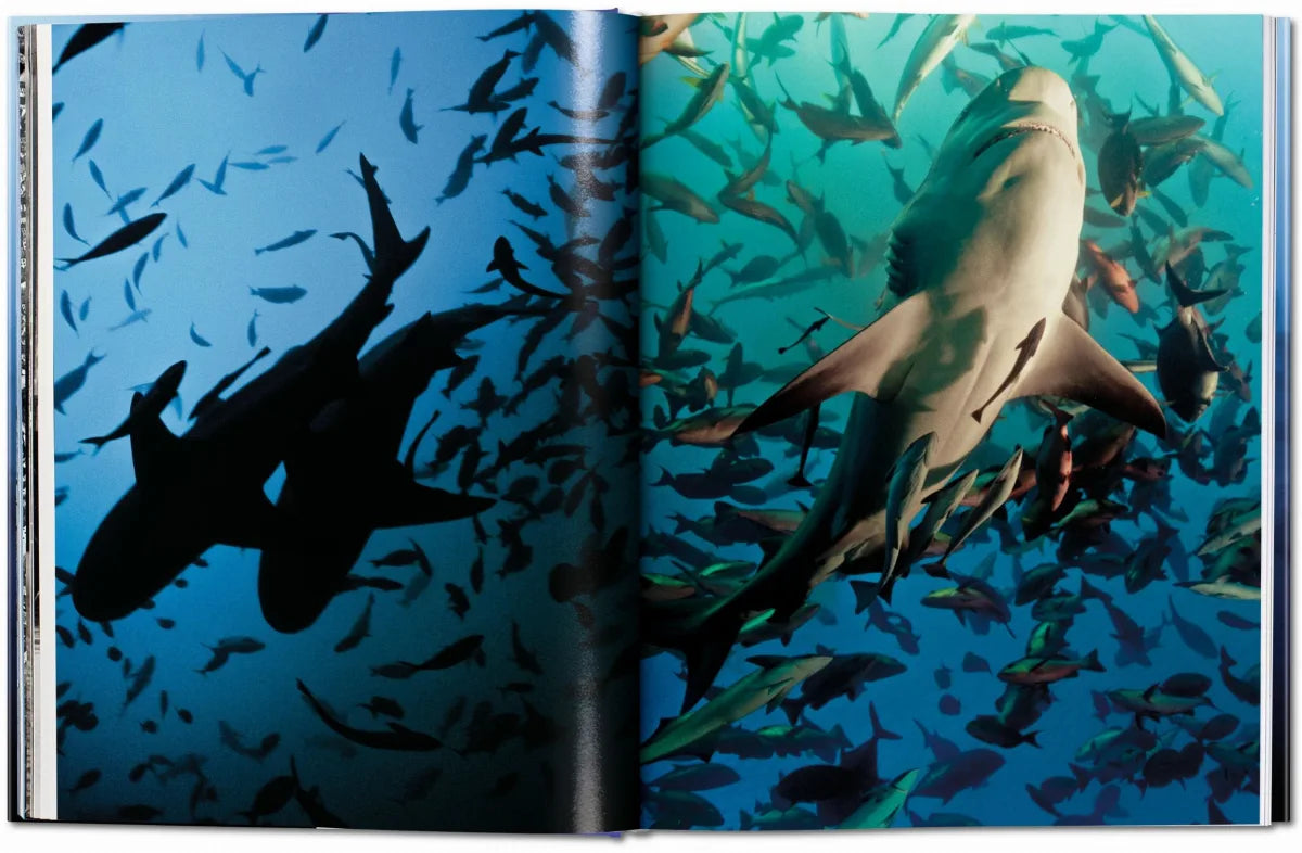 Sharks