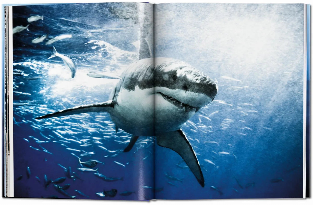 Sharks