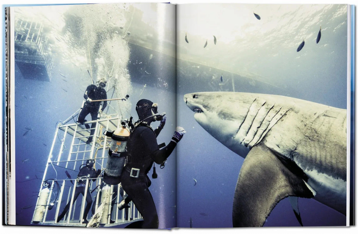 Sharks